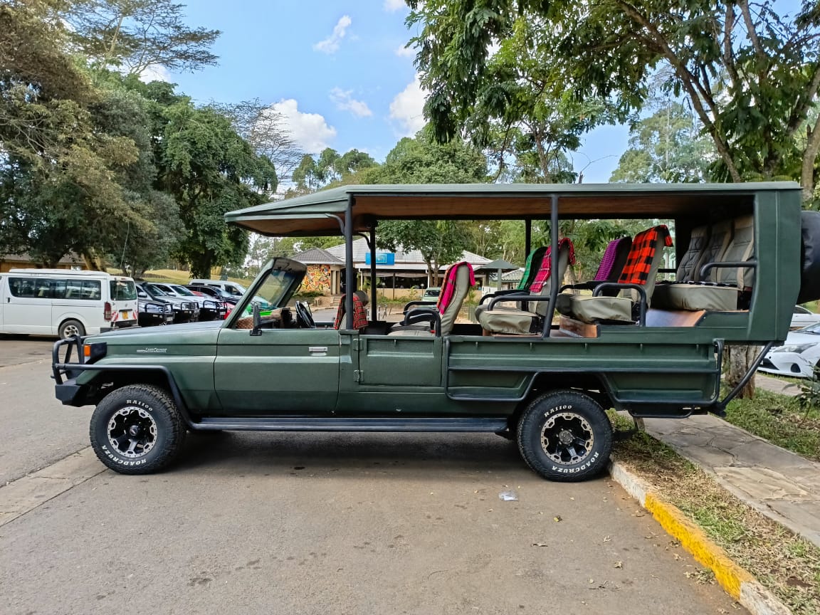 Safari wildlife